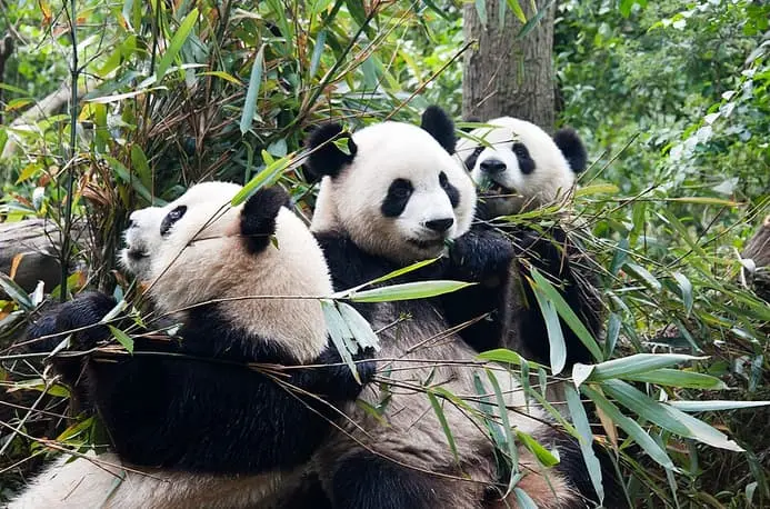 Trois jeunes pandas au Centre de recherche et d’élevage du panda géant de Chengdu, dans le Sichuan.