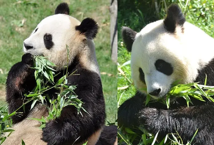 Yuan Zi et Huan Huan, pandas confiés par la Chine à la France